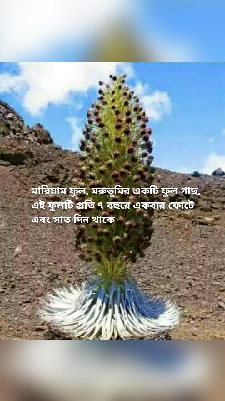 মারিয়াম ফুল, মরুভূমির একটি ফুল গাছ, এই ফুলটি প্রতি ৭ বছরে একবার ফোটে এবং সাত দিন থাকে